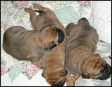 Puppies 1-3 weeks - Pennut 1-3 viikkoa
